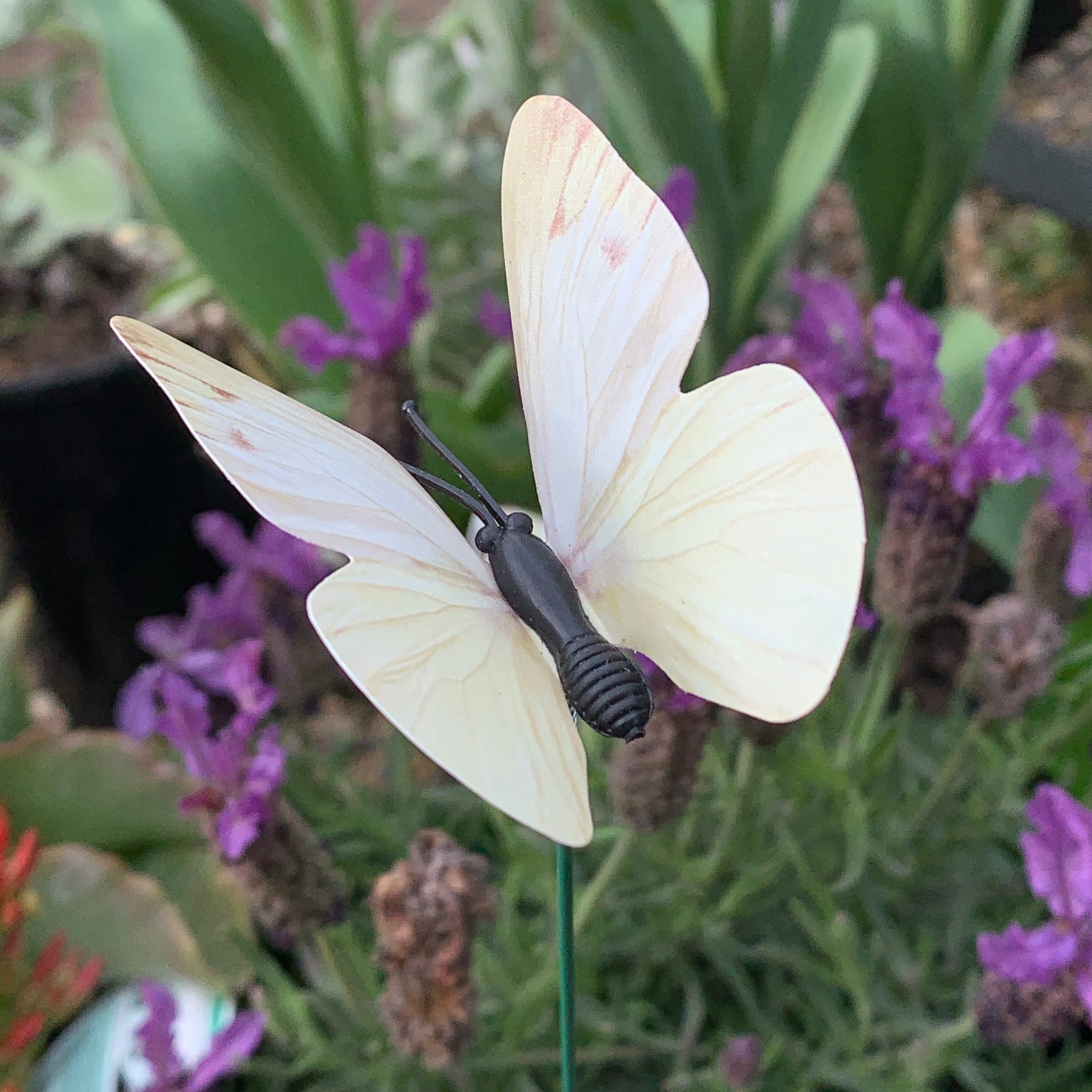 http://northcotenursery.myshopify.com/cdn/shop/products/Cabbage_moth_decoy.jpg?v=1599804360