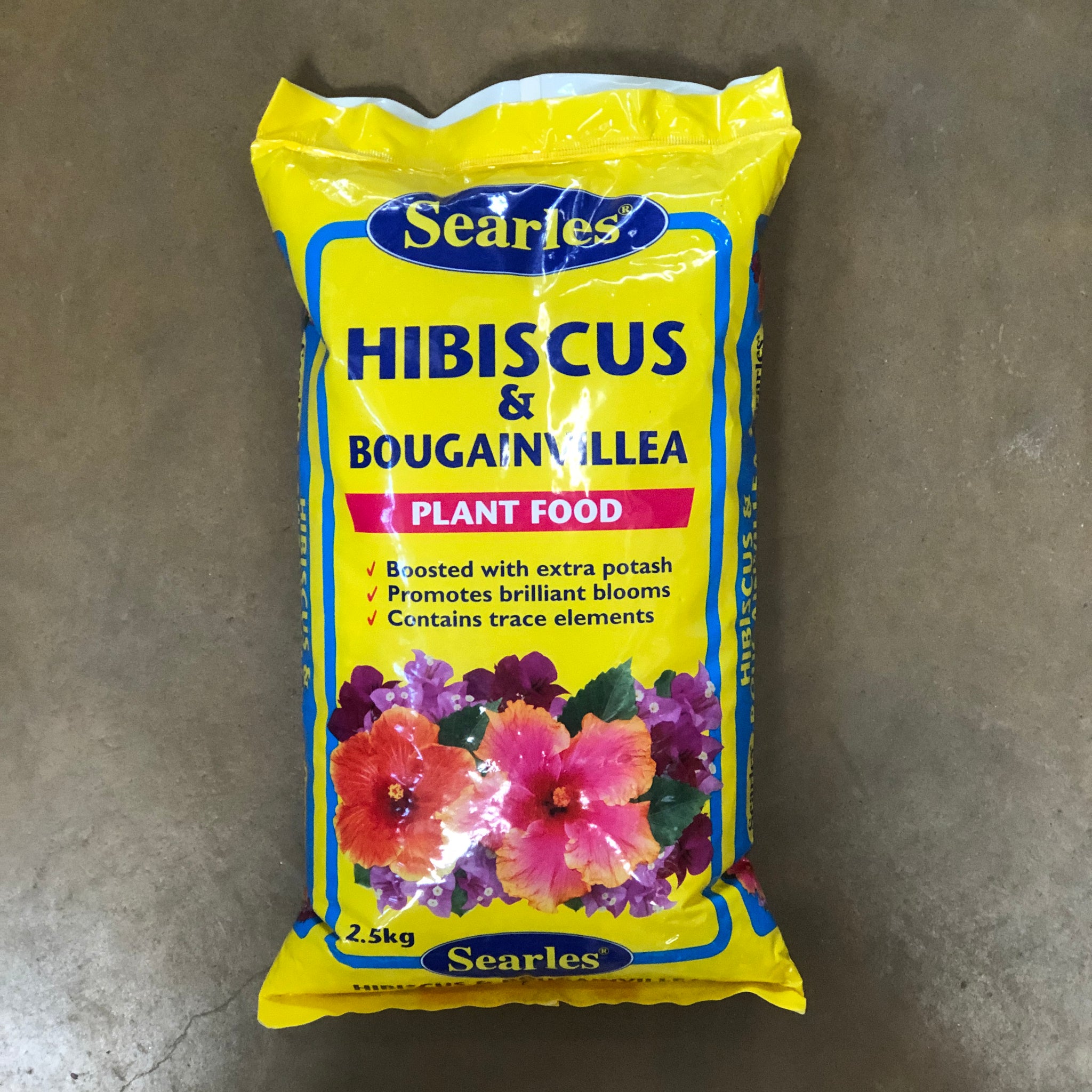 Searles  How to grow hibiscus