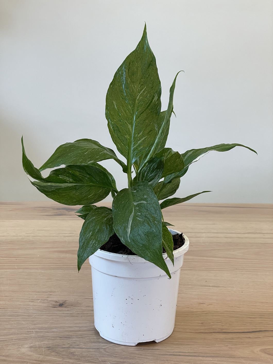 Spathiphyllum sp. Peace Lily Variegated
