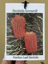 Load image into Gallery viewer, Banksia brownii

