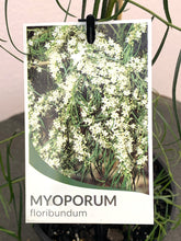 Load image into Gallery viewer, Myoporum floribundum
