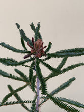 Load image into Gallery viewer, Banksia brownii
