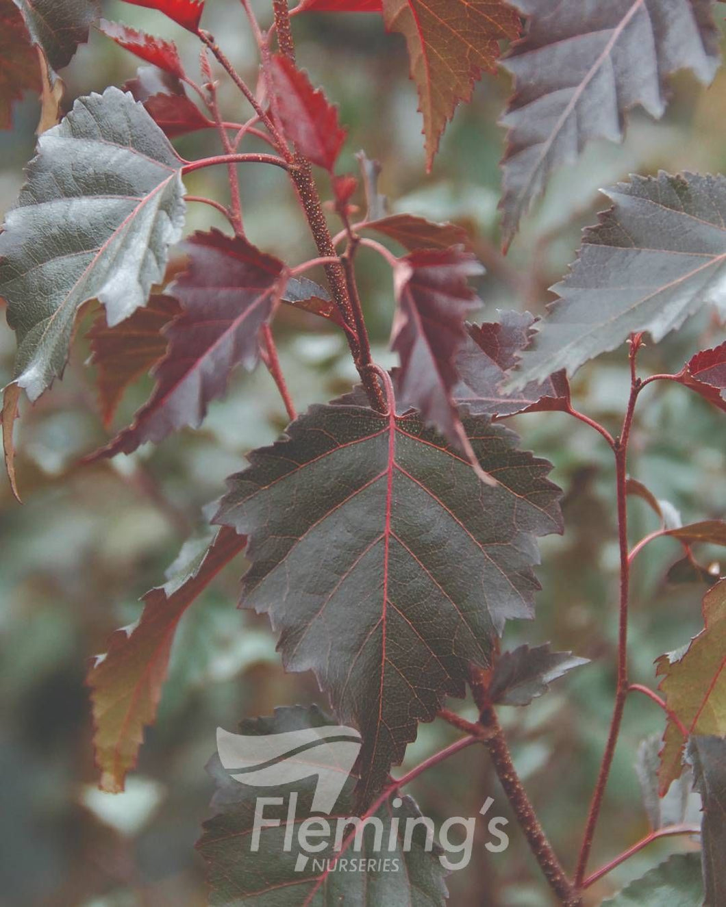 Betula populifolia x 'Royal Frost'