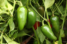 Load image into Gallery viewer, Chilli &#39;Jalapeno&#39; Greenpatch Seeds
