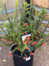 Load image into Gallery viewer, Grevillea &#39;Winter Flame&#39;
