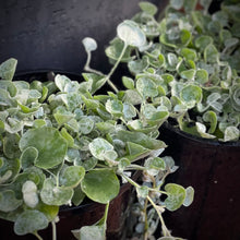 Load image into Gallery viewer, Dichondra argentea &#39;Silver Falls&#39;
