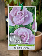 Load image into Gallery viewer, Rose &#39;Blue Moon&#39; 2ft Standard
