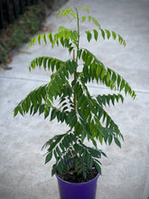 Load image into Gallery viewer, Murraya koenigii  &#39;Curry Leaf Tree&#39;
