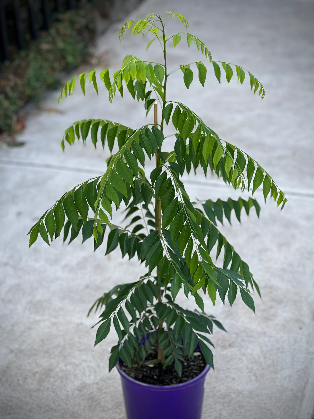 Murraya koenigii  'Curry Leaf Tree'