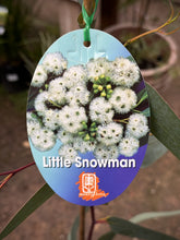 Load image into Gallery viewer, Eucalyptus &#39;Little Snowman&#39;
