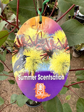 Load image into Gallery viewer, Eucalyptus &#39;Summer Scentsation&#39;
