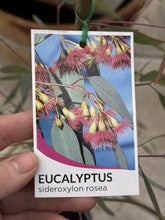 Load image into Gallery viewer, Eucalyptus sideroxylon &#39;Rosea&#39;
