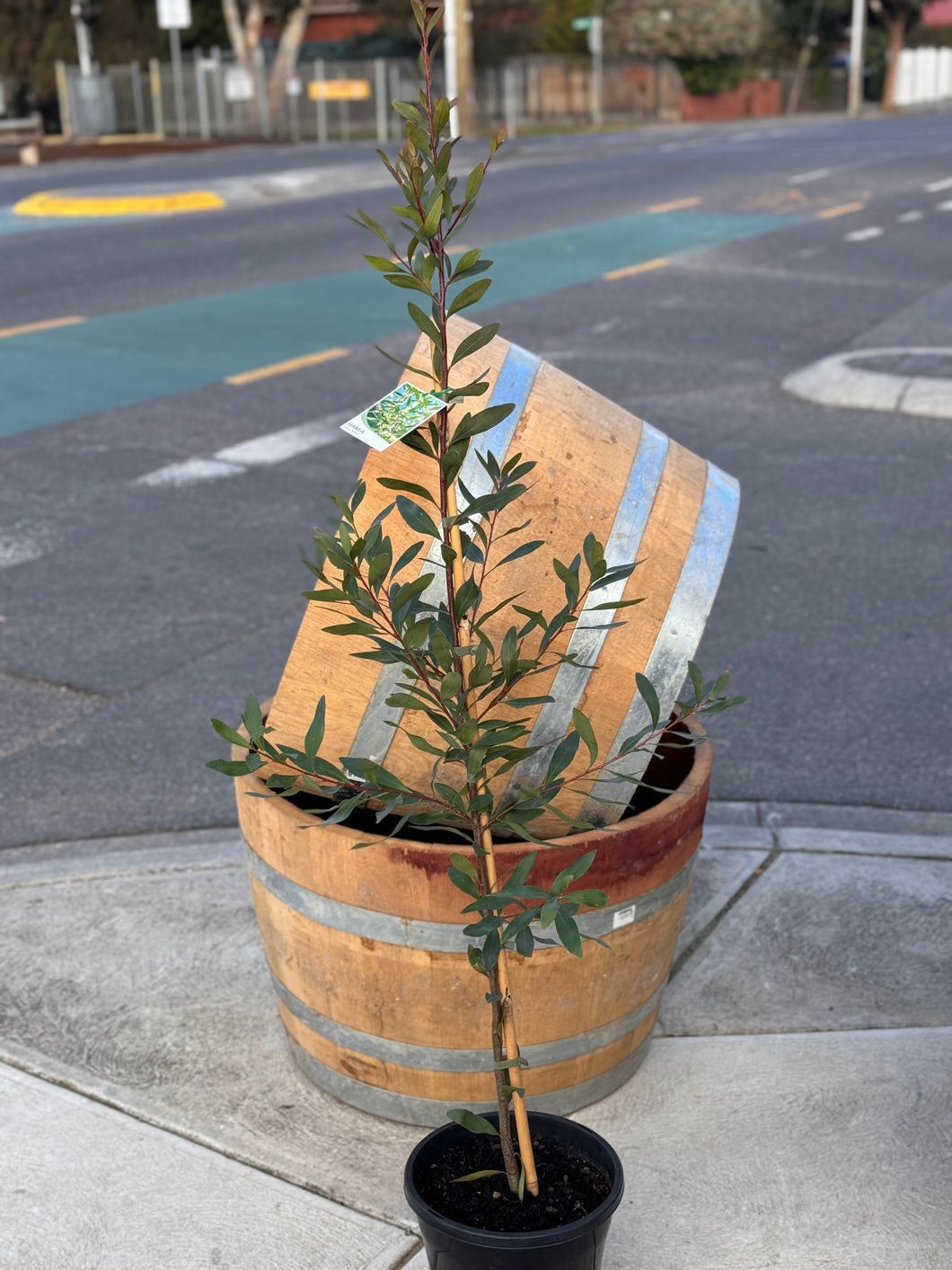 Hakea salicifolia