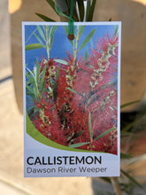 Load image into Gallery viewer, Callistemon viminalis &#39;Dawson River Weeper&#39;
