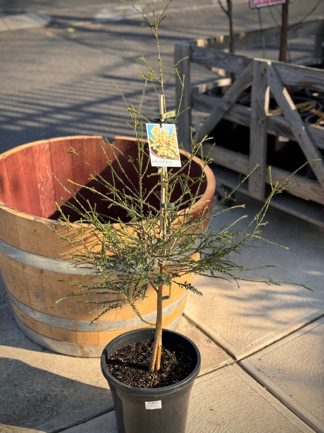 Melaleuca ericifolia