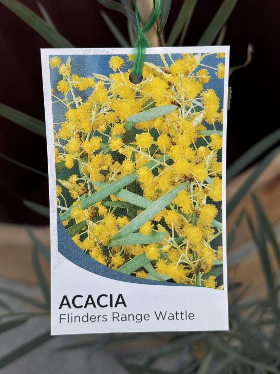 Acacia iteaphylla