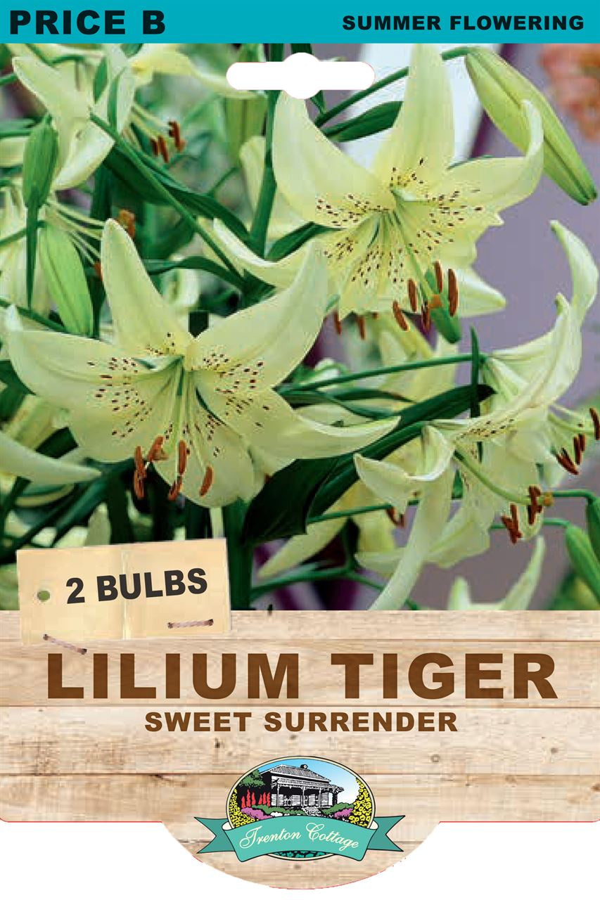 Lilium Tiger 'Sweet Surrender'