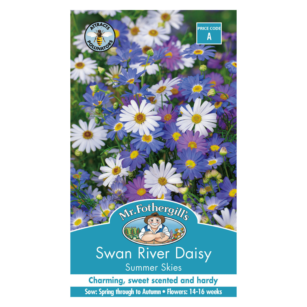 Swan River Daisy 'Summer Skies' Seeds