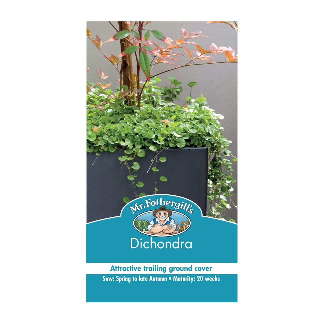 Dichondra Seeds