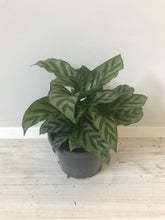 Load image into Gallery viewer, Calathea &#39;Freddy&#39;
