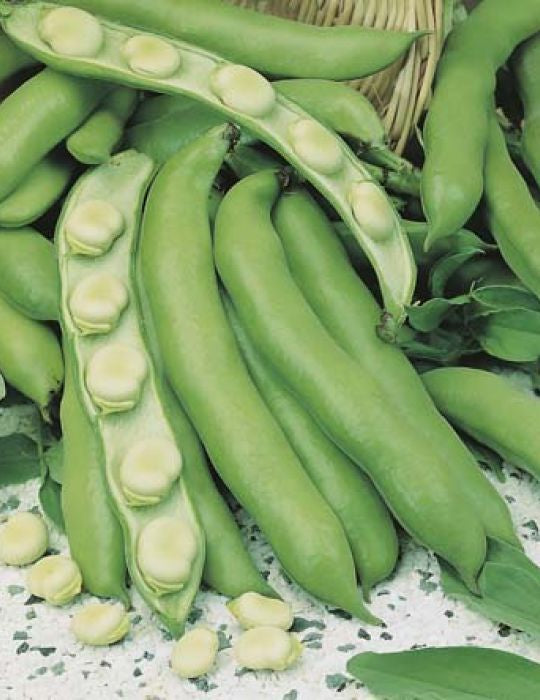 Broad Bean 'Coles Early Dwarf' Seeds