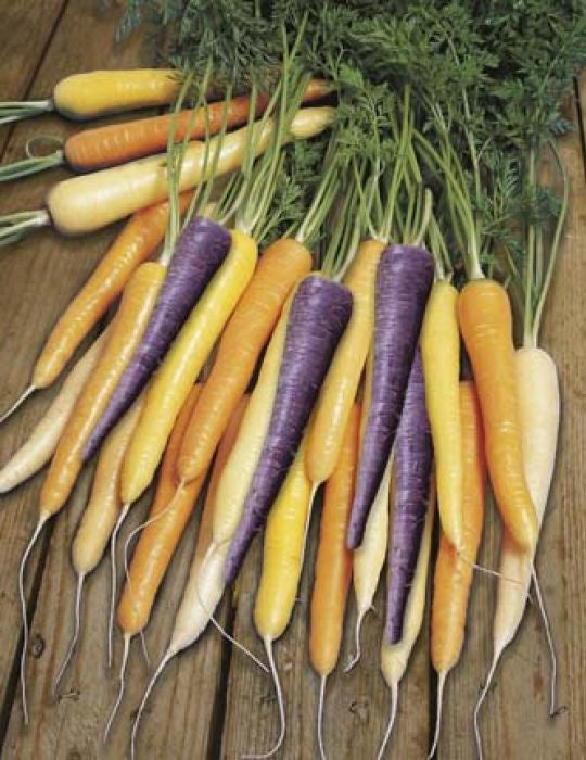 Carrot ‘Harlequin F1’ Seeds
