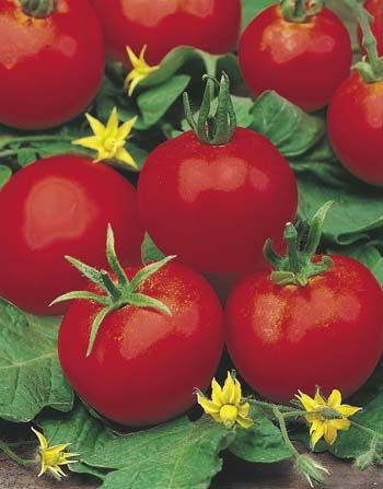 Tomato 'Moneymaker' Organic Seeds