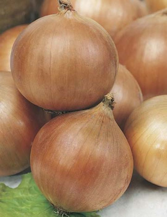 Onion 'Hunter River Brown' Seeds