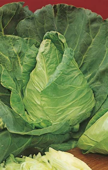 Cabbage ‘Sugarloaf’ Seeds
