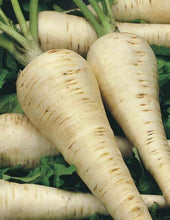 Load image into Gallery viewer, Parsnip &#39;Hollow Crown&#39; Seeds
