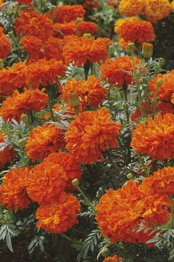 Marigold 'Kees’ Orange' seeds