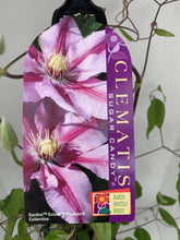 Load image into Gallery viewer, Clematis ‘Sugar Candy’
