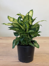 Load image into Gallery viewer, Dieffenbachia compacta
