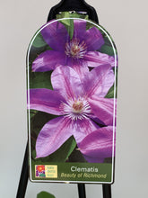 Load image into Gallery viewer, Clematis ‘Beauty of Richmond’
