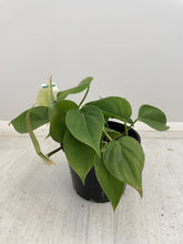 Load image into Gallery viewer, Philodendron cordatum
