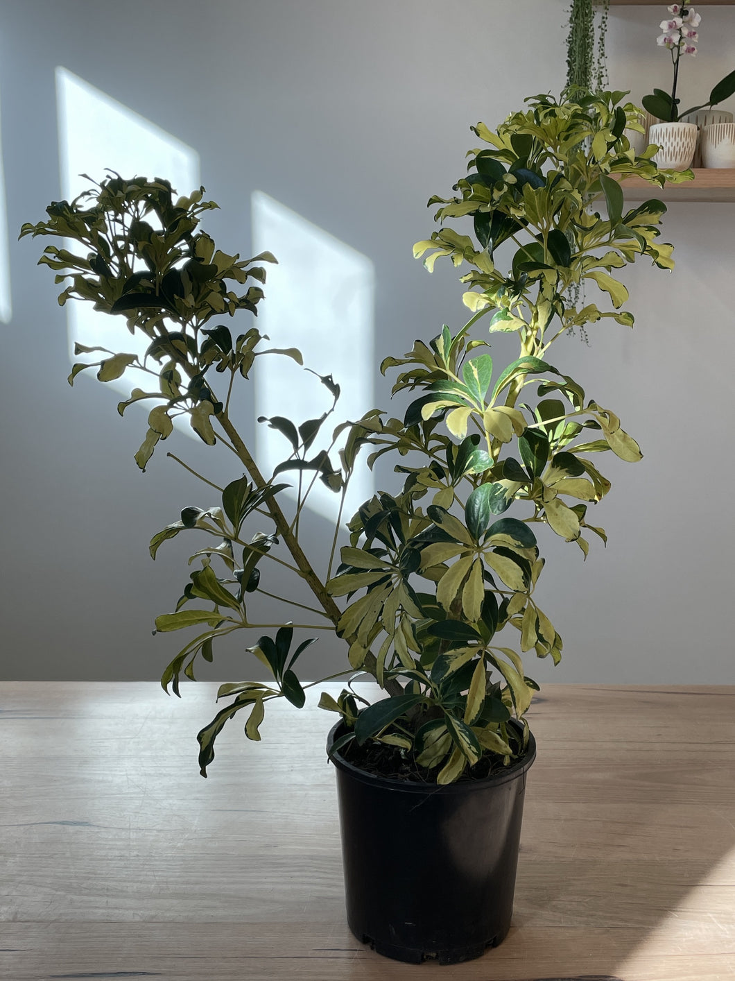 Schefflera arboricola 'Madam de Smet'
