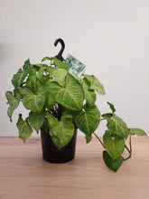 Load image into Gallery viewer, Syngonium podophyllum &#39;White Butterfly&#39;
