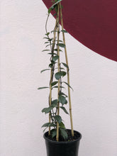 Load image into Gallery viewer, Trachelospermum jasminoides
