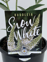 Load image into Gallery viewer, Buddleia &#39;Snow White&#39;
