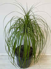 Load image into Gallery viewer, Beaucarnea recurvata &#39;Ponytail Palm&#39;
