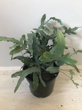 Load image into Gallery viewer, Phlebodium aureum &#39;Blue Star&#39;
