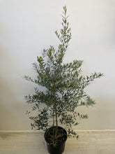 Load image into Gallery viewer, Olea spp &#39;Garden Harvest&#39; Dwarf Olive
