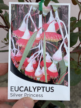 Load image into Gallery viewer, Eucalyptus caesia ‘Silver Princess’

