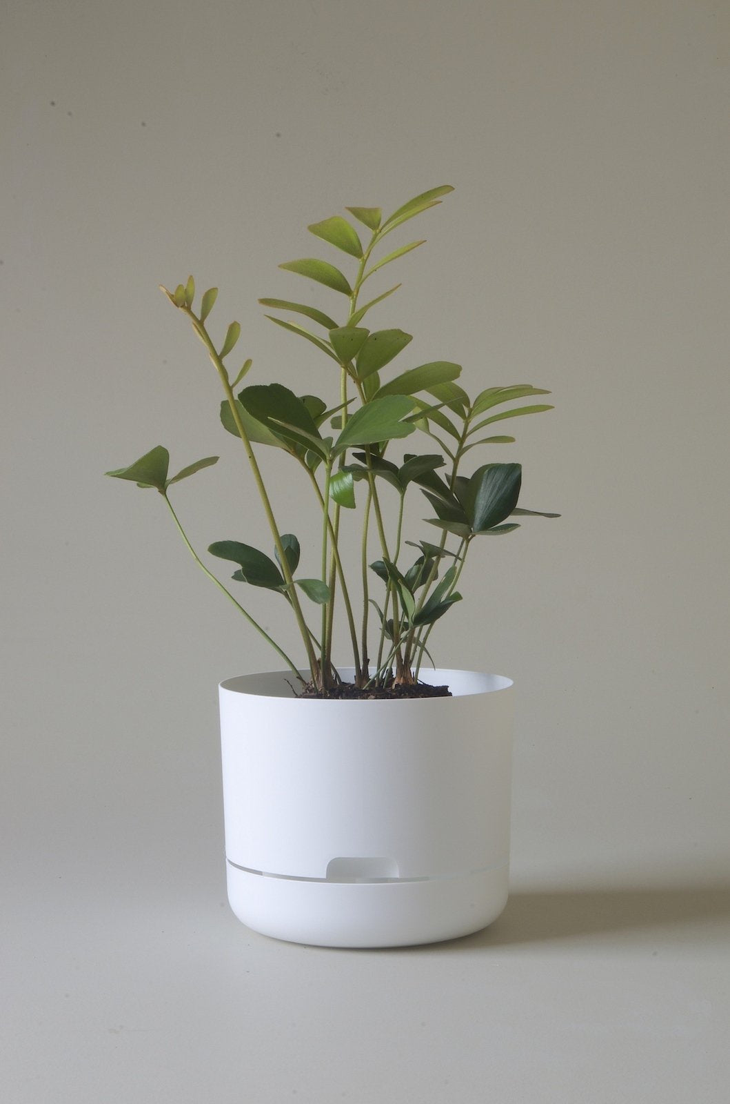Mr Kitly Selfwatering Plantpot - White