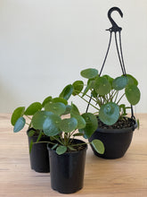 Load image into Gallery viewer, Pilea peperomioides &#39;Chinese Money Plant&#39;
