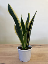Load image into Gallery viewer, Sansevieria trifasciata &#39;Black Gold&#39;
