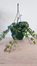 Load image into Gallery viewer, Hedera helix &#39;Ivy&#39;

