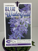Load image into Gallery viewer, Campanula &#39;Blue Waterfall&#39;
