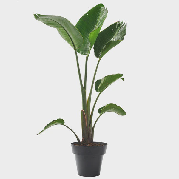 'POT'  Big Indoor Plant Pot