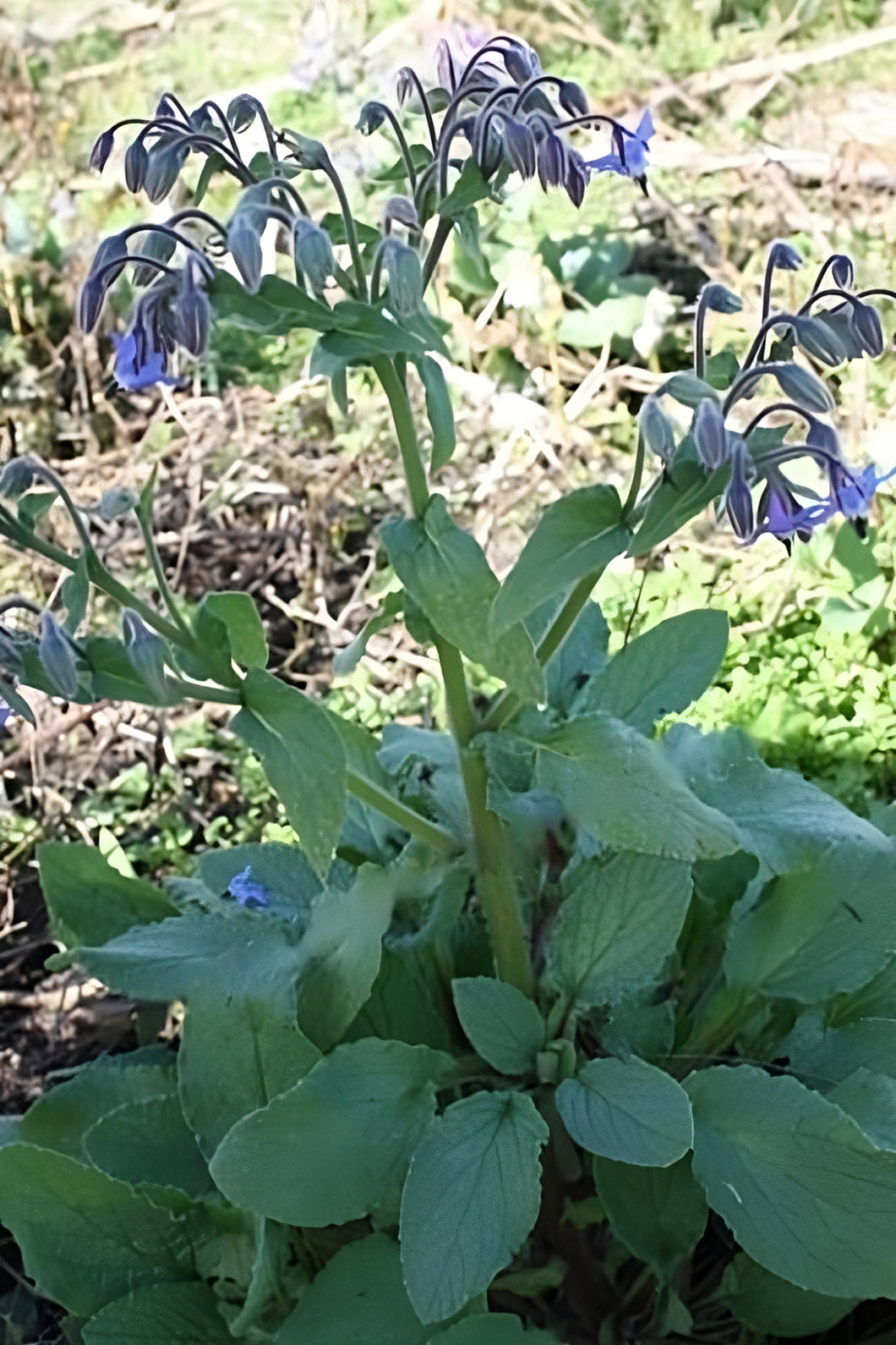 Borage 'Blue Flowered' Greenpatch Seeds